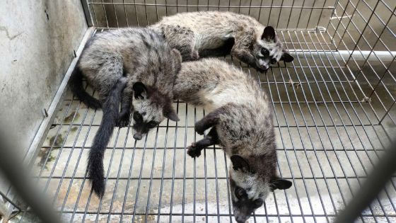 Ảnh của Anh thợ sửa xe ở miền Tây đổi đời nhờ 'bắt sóng' thông tin nuôi chồn hương